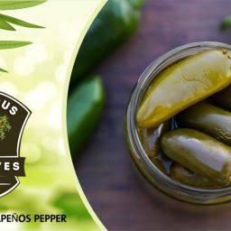 pickled whole jalapeños pepper
